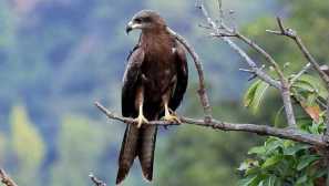 Чому ви використовуєте крики кайта